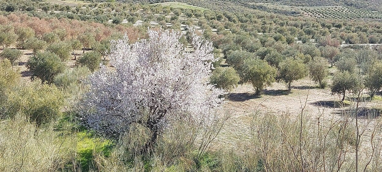 4 soveværelse Finca/Landehus til salg i Sorbas med garage - € 595.000 (Ref: 8860303)