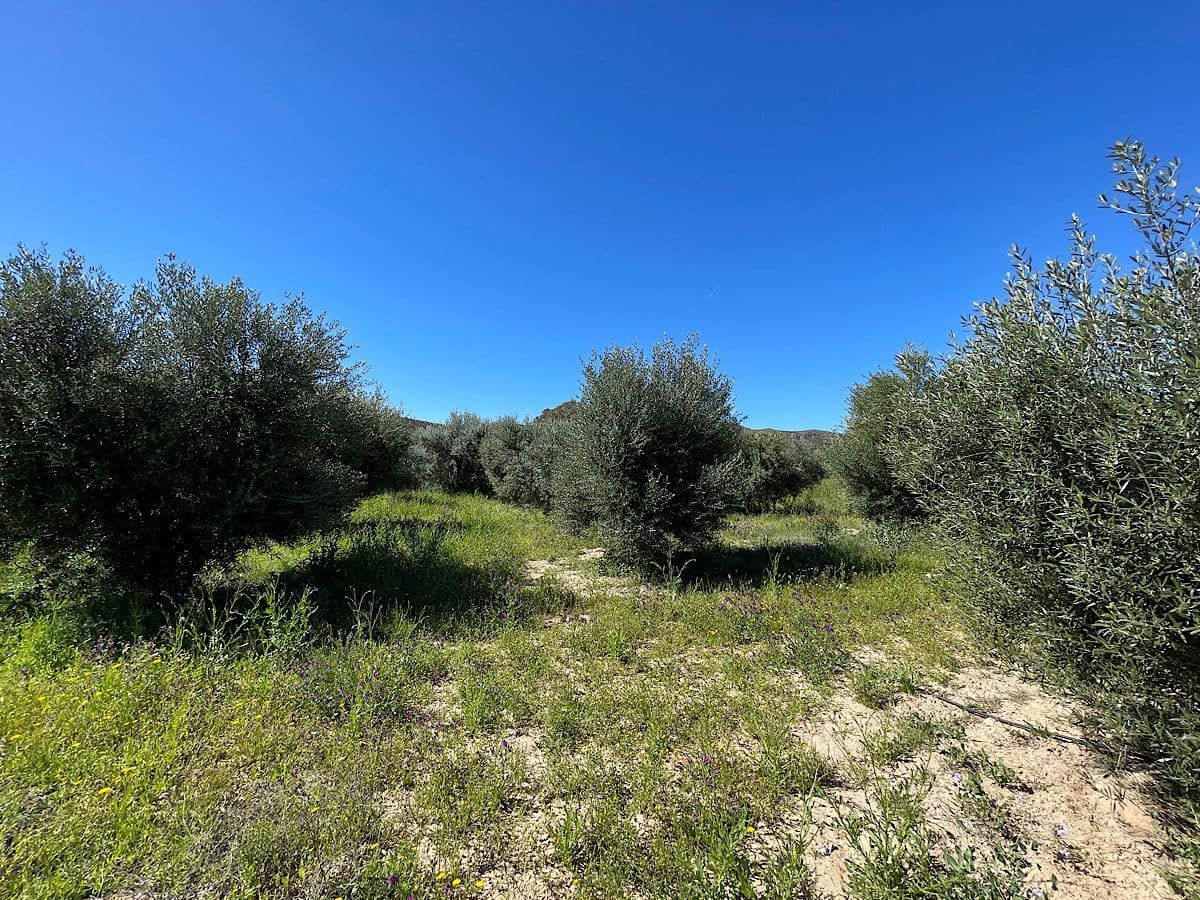 Grunde uden byggetilladelser til salg i Sorbas - € 85.000 (Ref: 8932570)