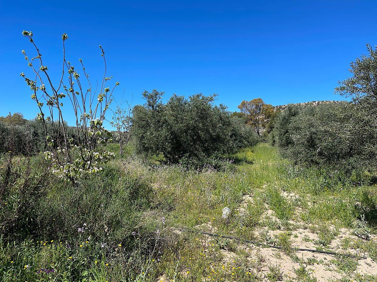 Grunde uden byggetilladelser til salg i Sorbas - € 85.000 (Ref: 8932570)