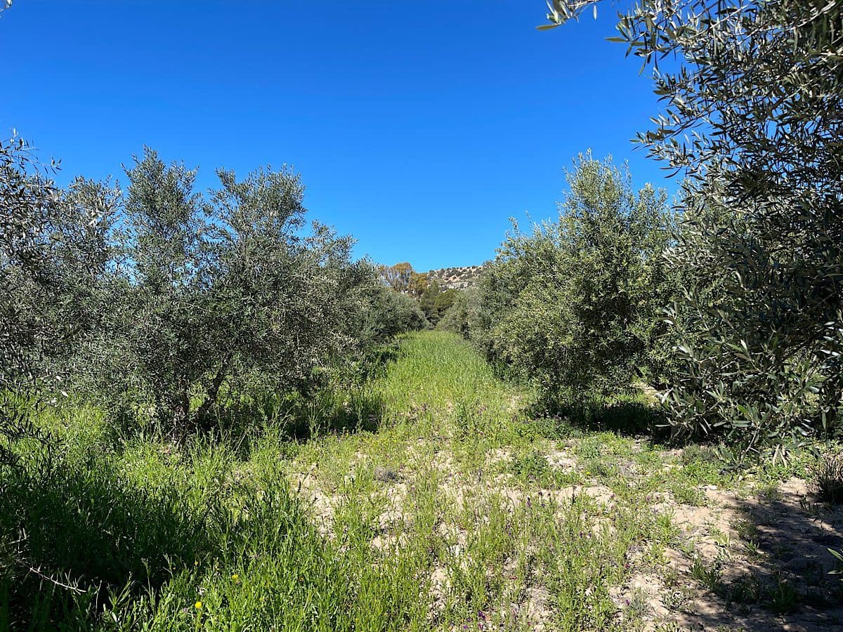 Grunde uden byggetilladelser til salg i Sorbas - € 85.000 (Ref: 8932570)