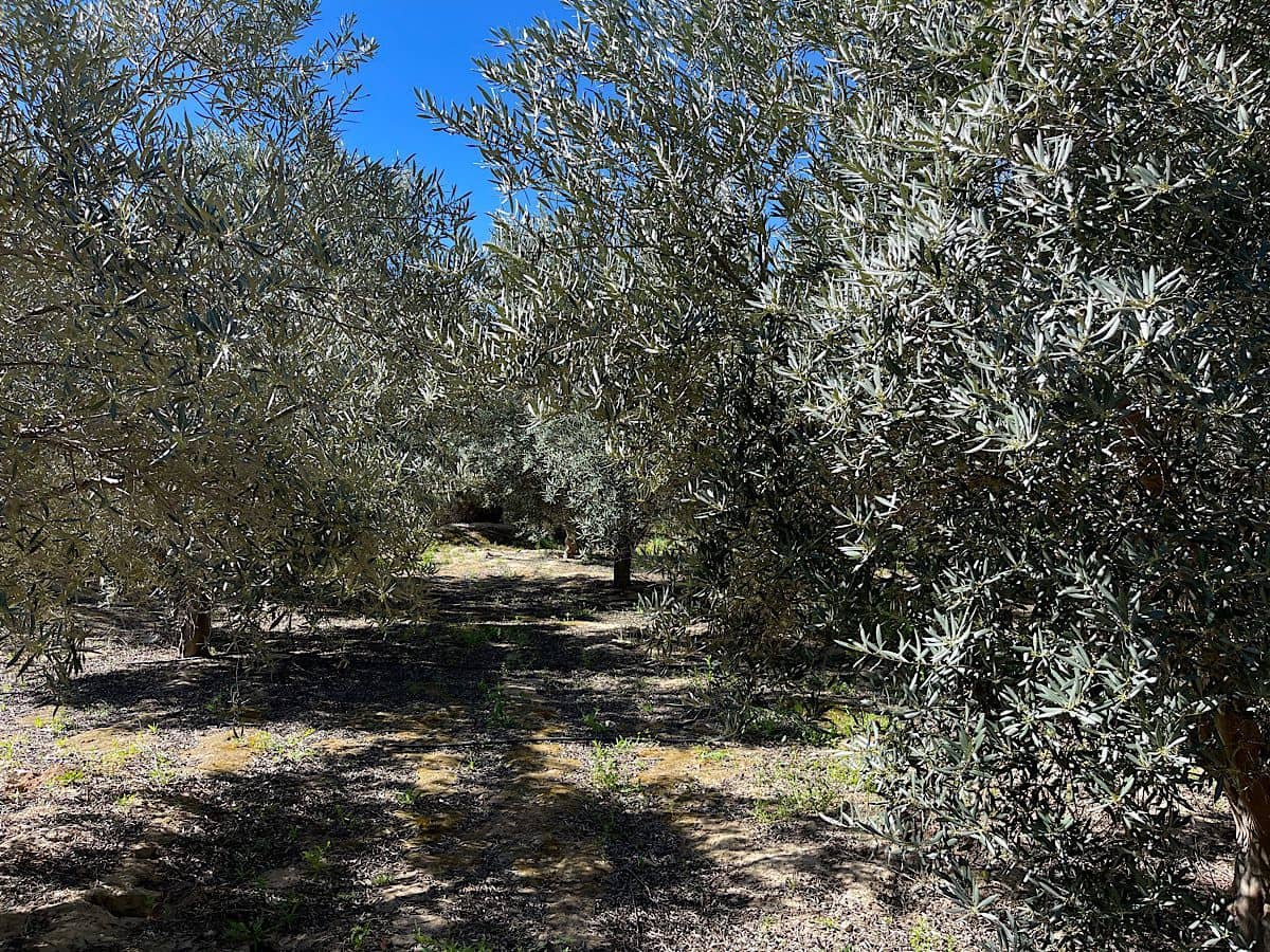 Grunde uden byggetilladelser til salg i Sorbas - € 85.000 (Ref: 8932570)