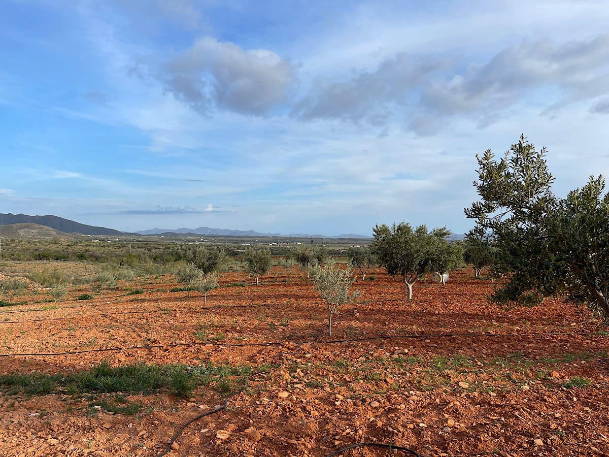 Undeveloped Land for sale in Uleila del Campo - € 116,000 (Ref: 9076507)