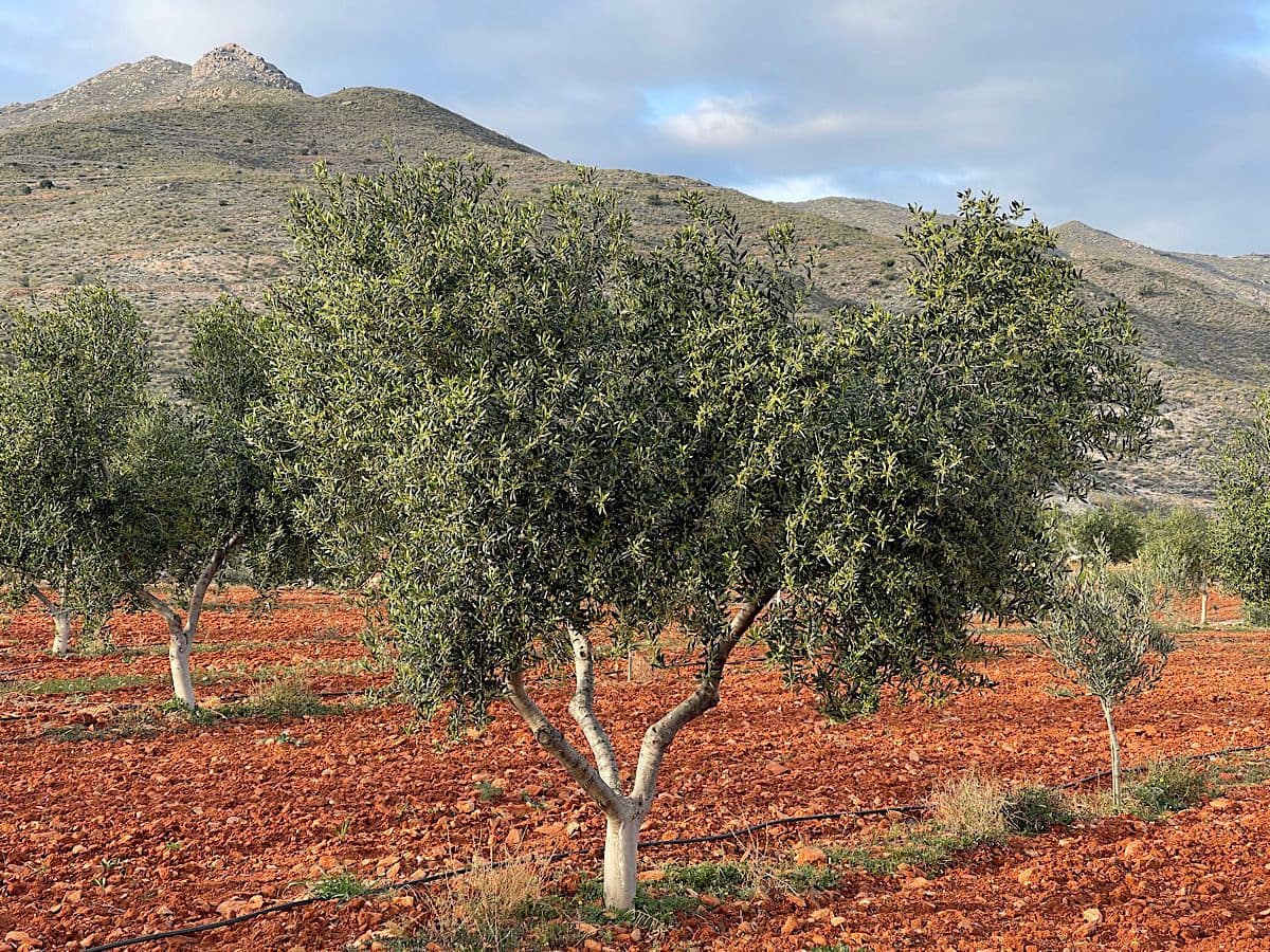 Undeveloped Land for sale in Uleila del Campo - € 116,000 (Ref: 9076507)