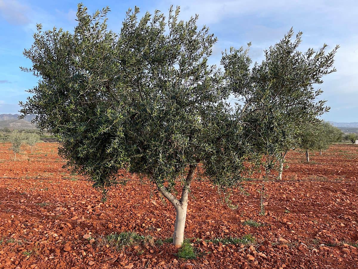 Undeveloped Land for sale in Uleila del Campo - € 116,000 (Ref: 9076507)