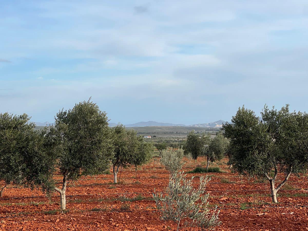 Undeveloped Land for sale in Uleila del Campo - € 116,000 (Ref: 9076507)