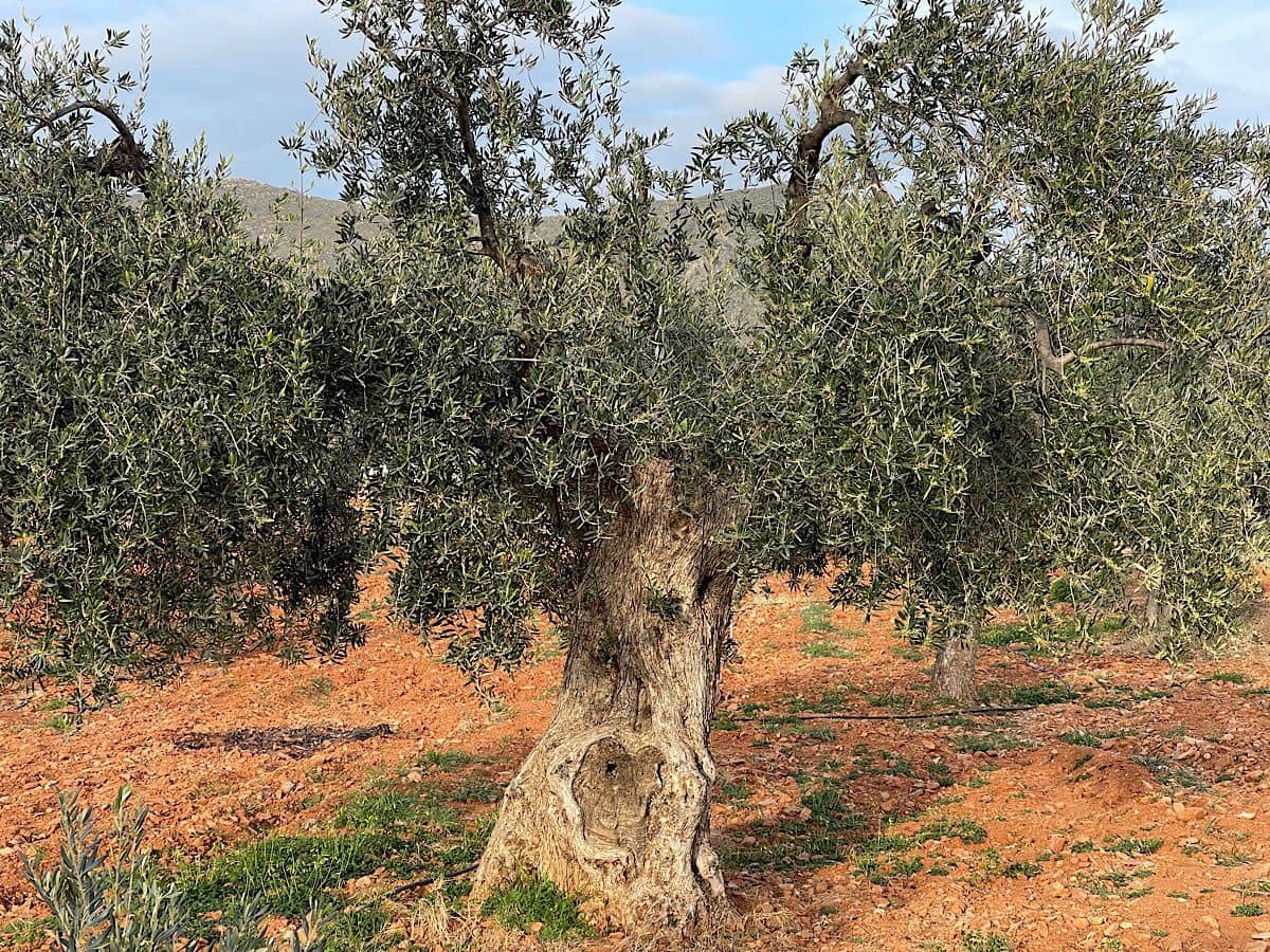 Undeveloped Land for sale in Uleila del Campo - € 116,000 (Ref: 9076507)