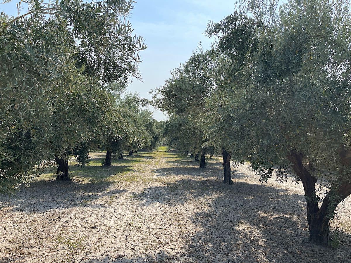 2 soverom Finca/Herregård til salgs i Tabernas - € 275 000 (Ref: 9191375)