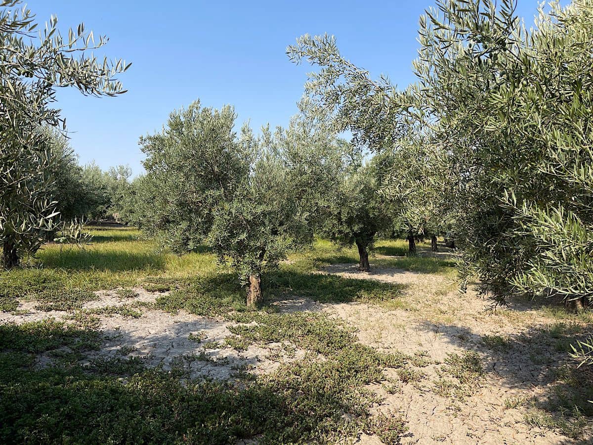 2 soverom Finca/Herregård til salgs i Tabernas - € 275 000 (Ref: 9191375)