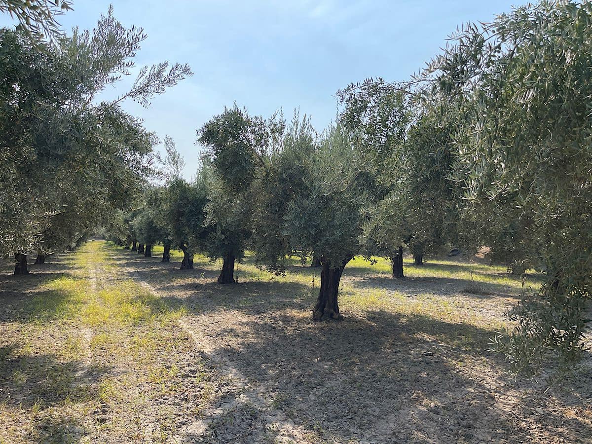 2 soverom Finca/Herregård til salgs i Tabernas - € 275 000 (Ref: 9191375)