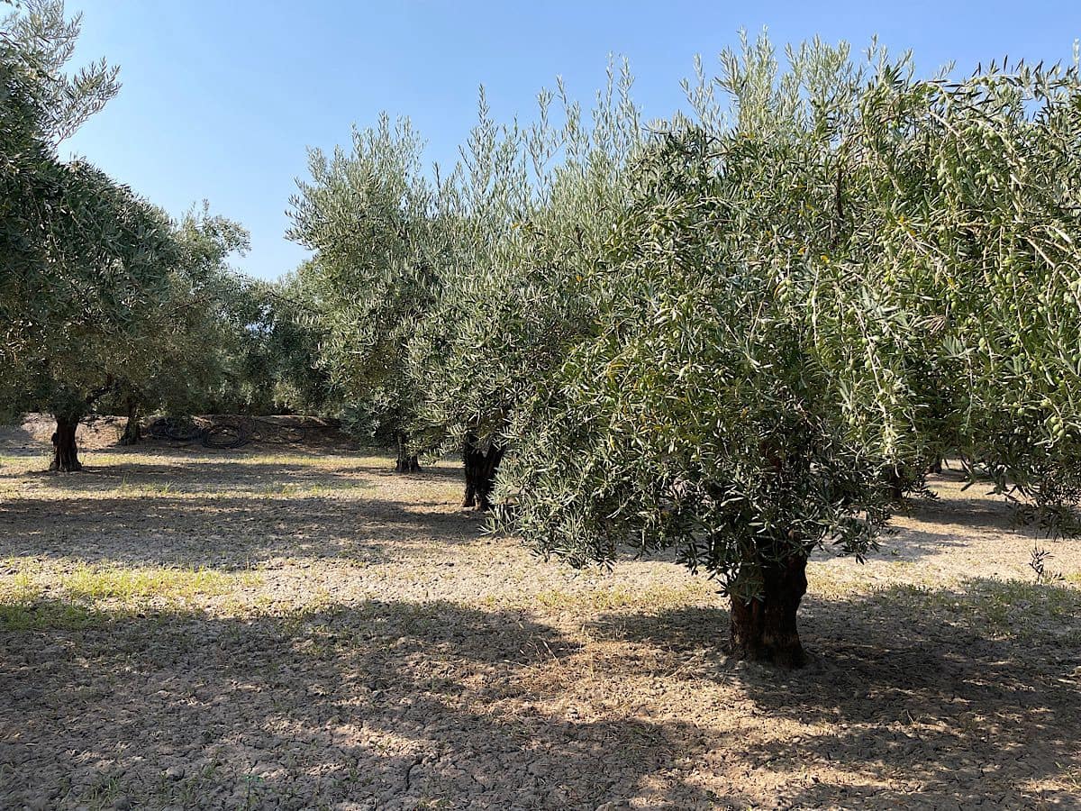 2 soverom Finca/Herregård til salgs i Tabernas - € 275 000 (Ref: 9191375)