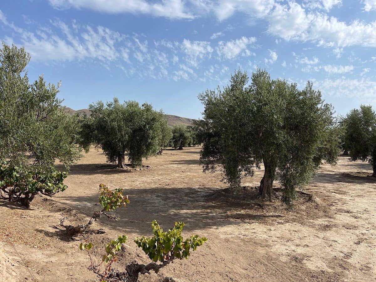 3 soveværelse Finca/Landehus til salg i Tabernas med garage - € 260.000 (Ref: 9215481)