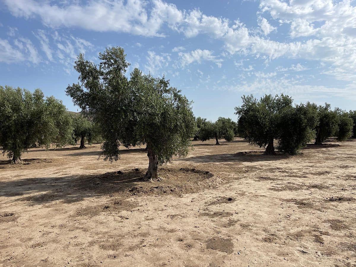 3 soveværelse Finca/Landehus til salg i Tabernas med garage - € 260.000 (Ref: 9215481)