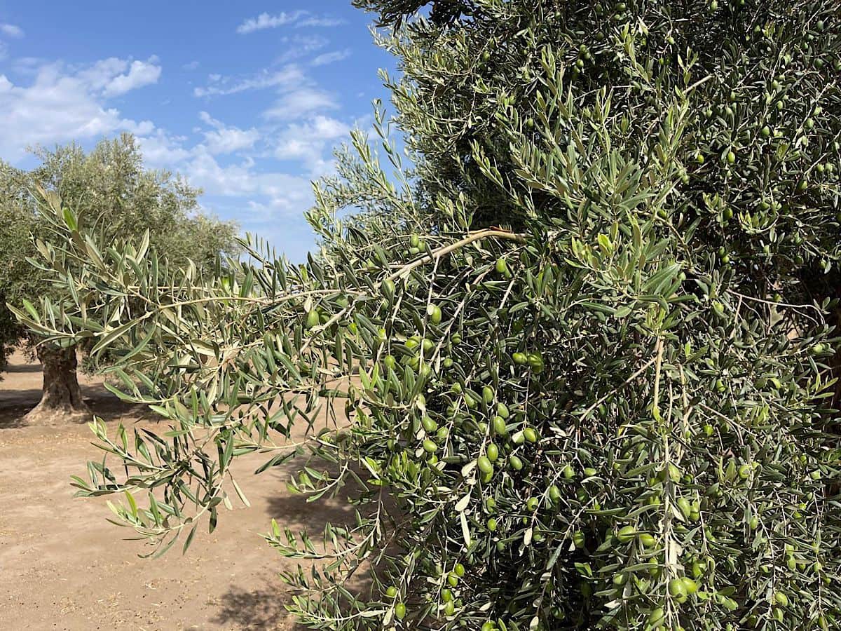 3 soveværelse Finca/Landehus til salg i Tabernas med garage - € 260.000 (Ref: 9215481)