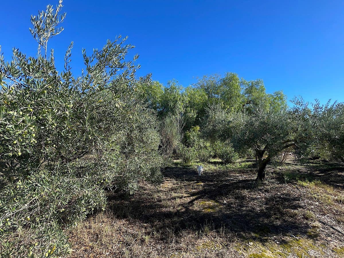 4 soveværelse Finca/Landehus til salg i Tabernas - € 190.000 (Ref: 9356830)