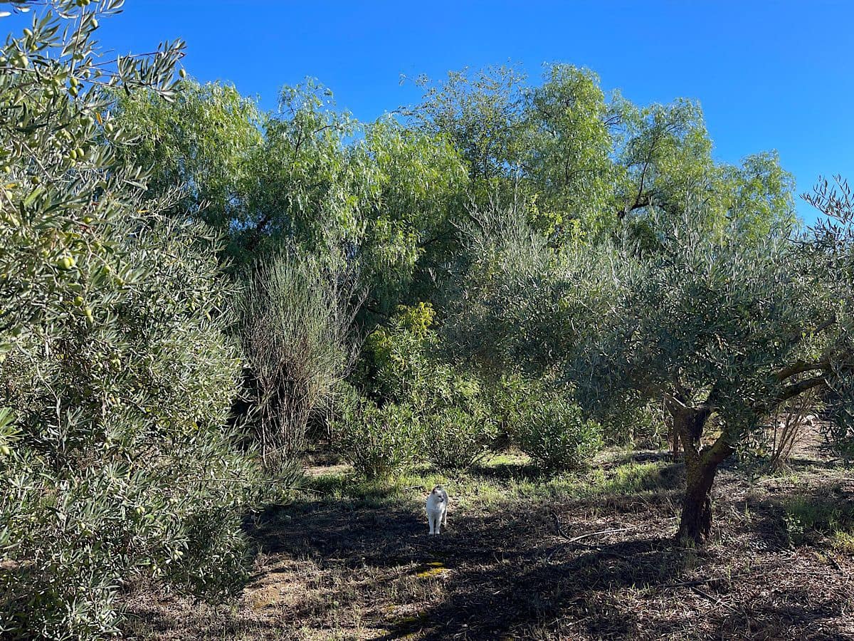 4 soveværelse Finca/Landehus til salg i Tabernas - € 190.000 (Ref: 9356830)