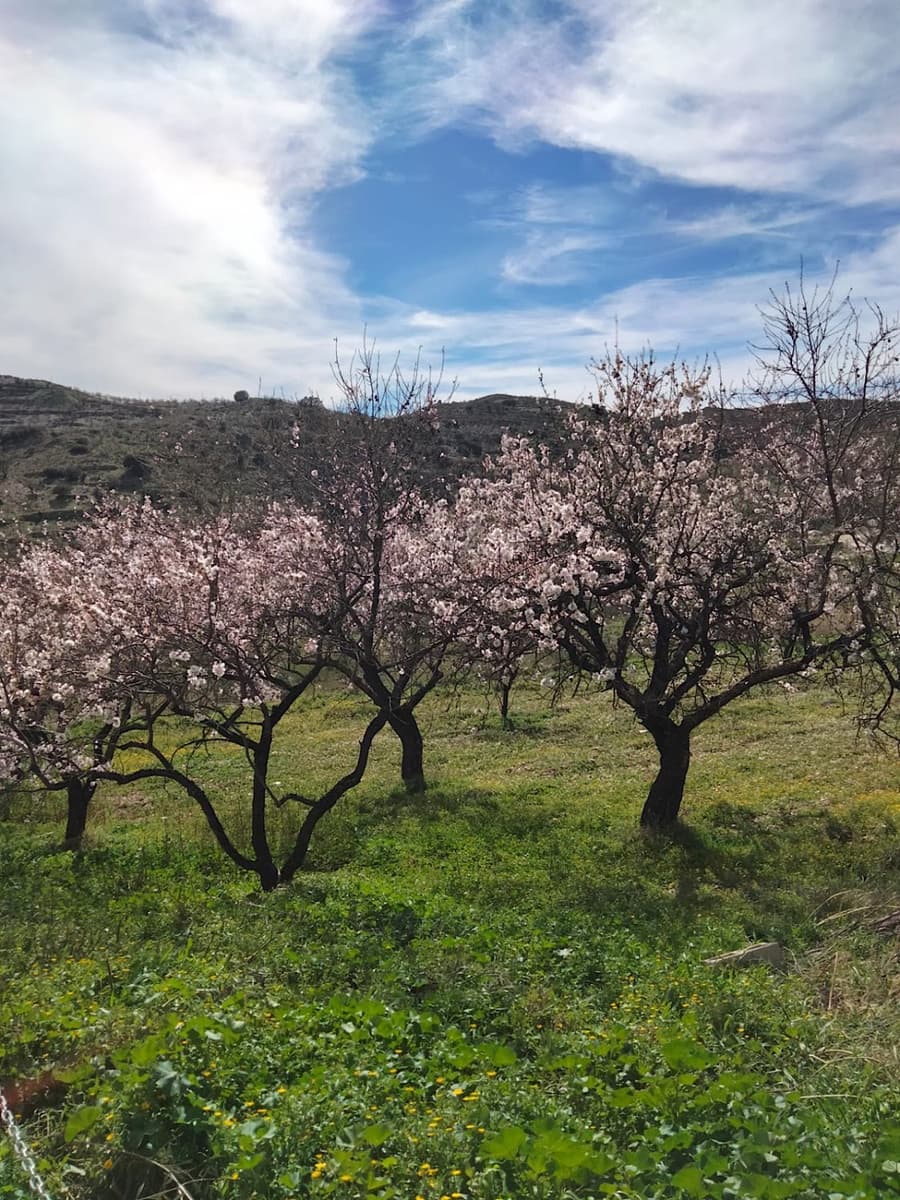 3 bedroom Finca/Country House for sale in Uleila del Campo - € 595,000 (Ref: 9722626)