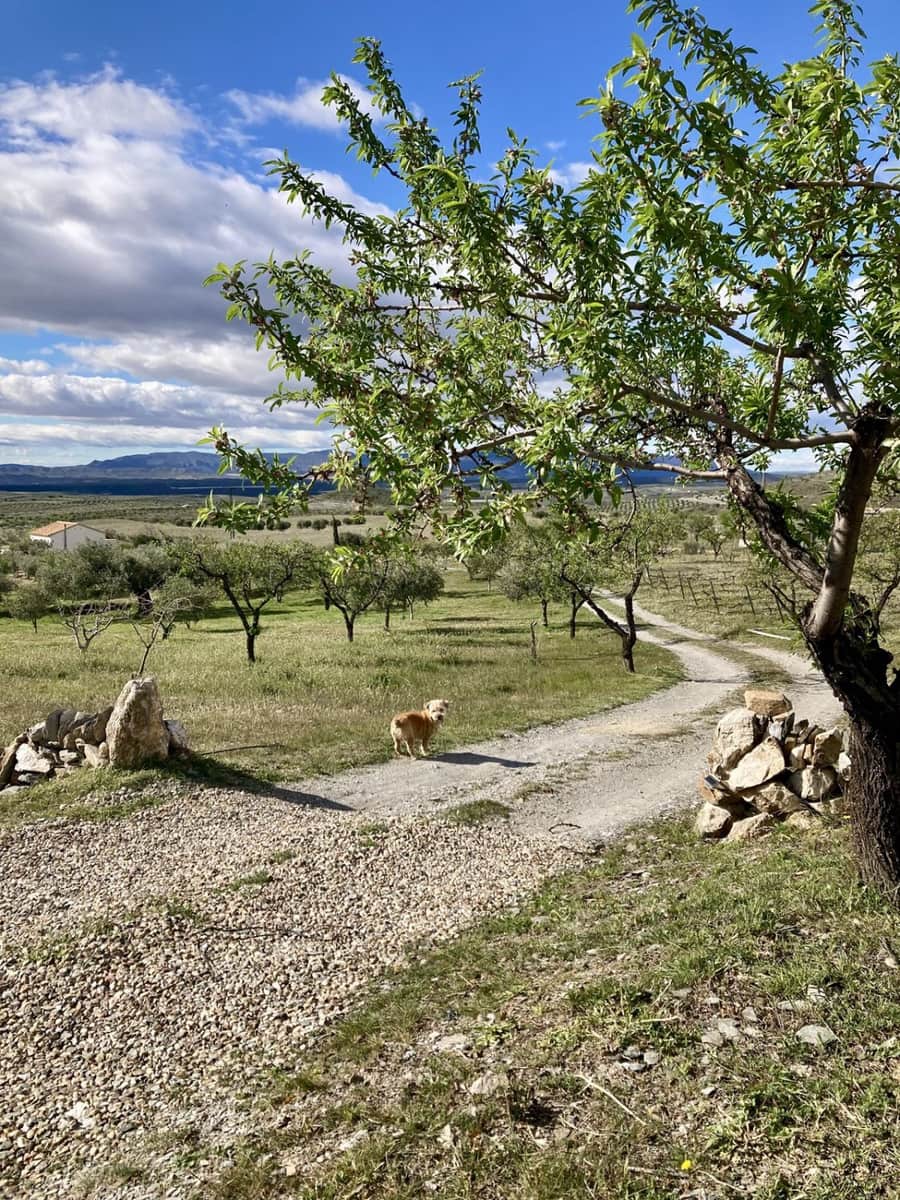 2 bedroom Finca/Country House for sale in Uleila del Campo - € 268,000 (Ref: 9858040)