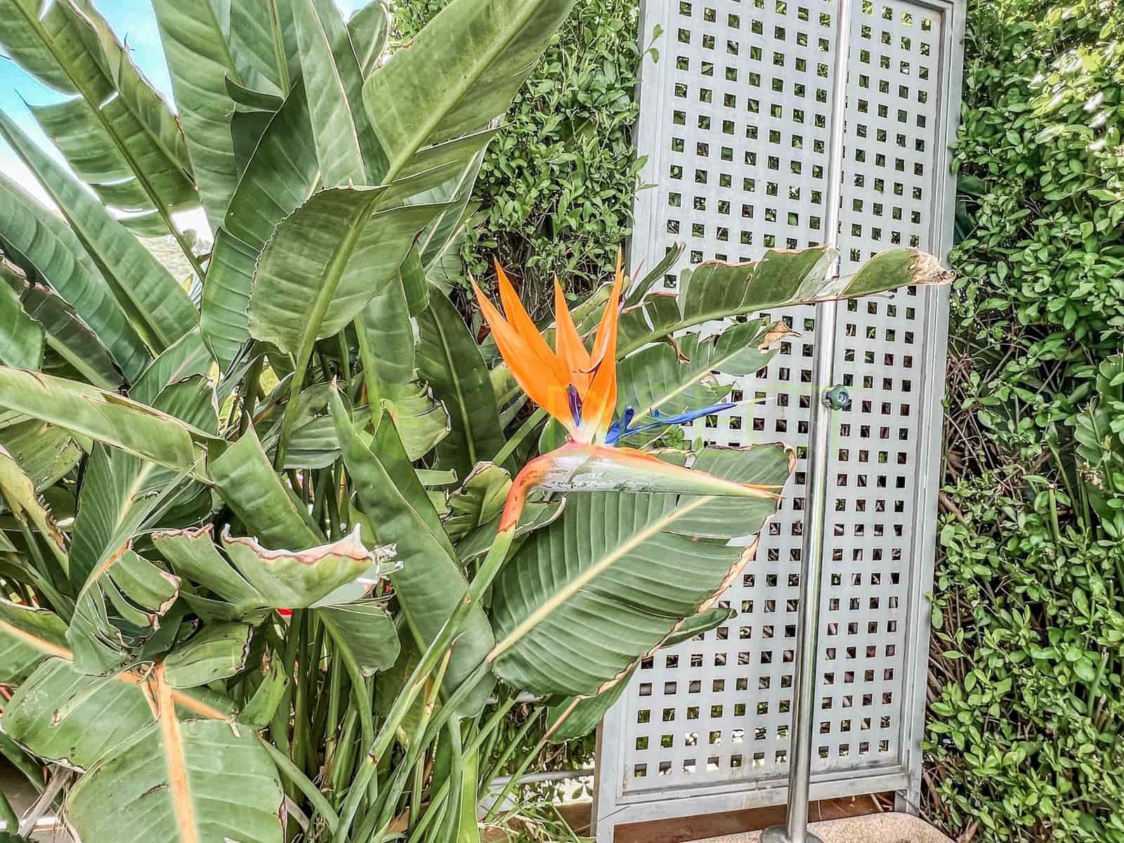 5 soveværelse Villa til leje i Competa med swimmingpool garage - € 5.160 (Ref: 8319070)