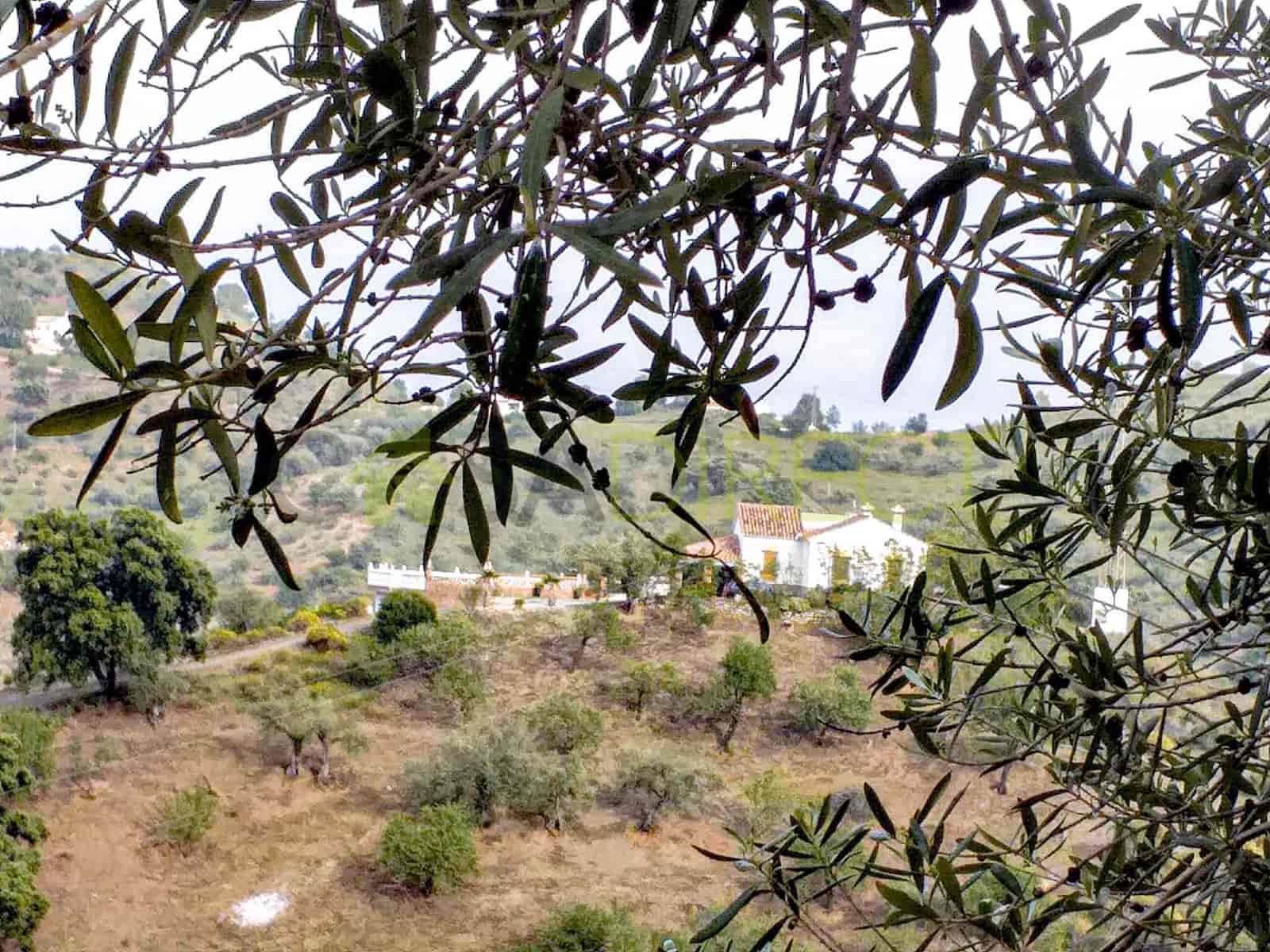 5 bedroom Finca/Country House for rent in Riogordo with pool garage - € 1,550 (Ref: 9550820)