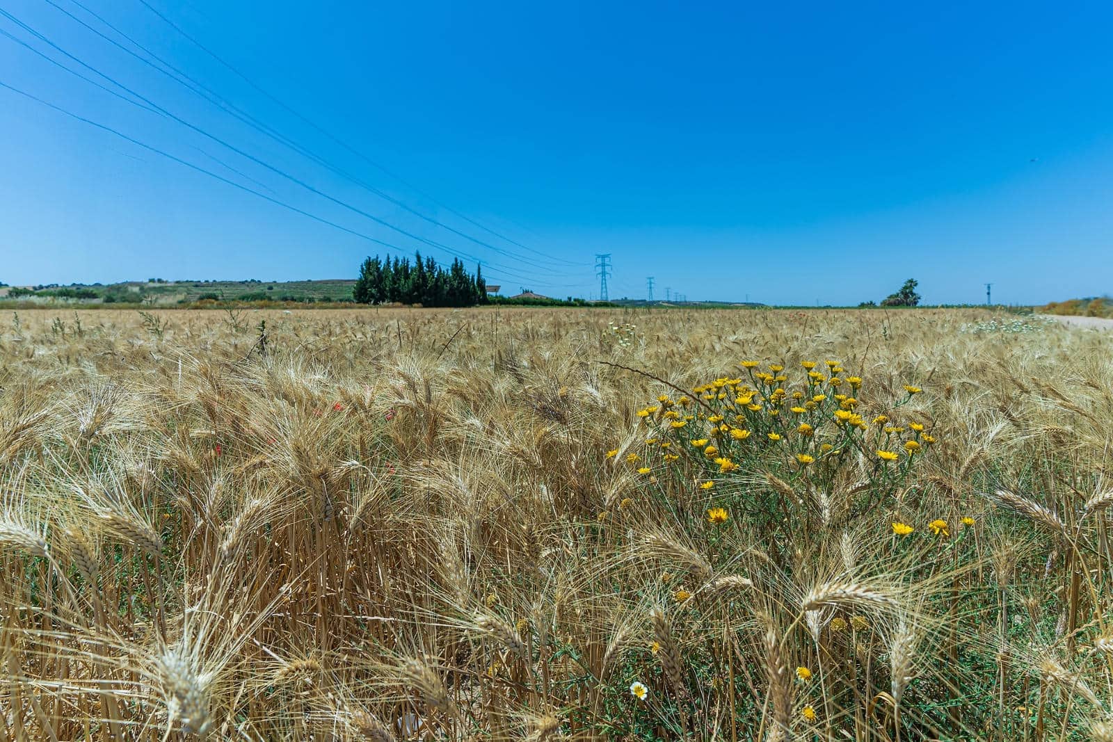 3 soveværelse Finca/Landehus til salg i Niebla med swimmingpool - € 255.000 (Ref: 8337264)