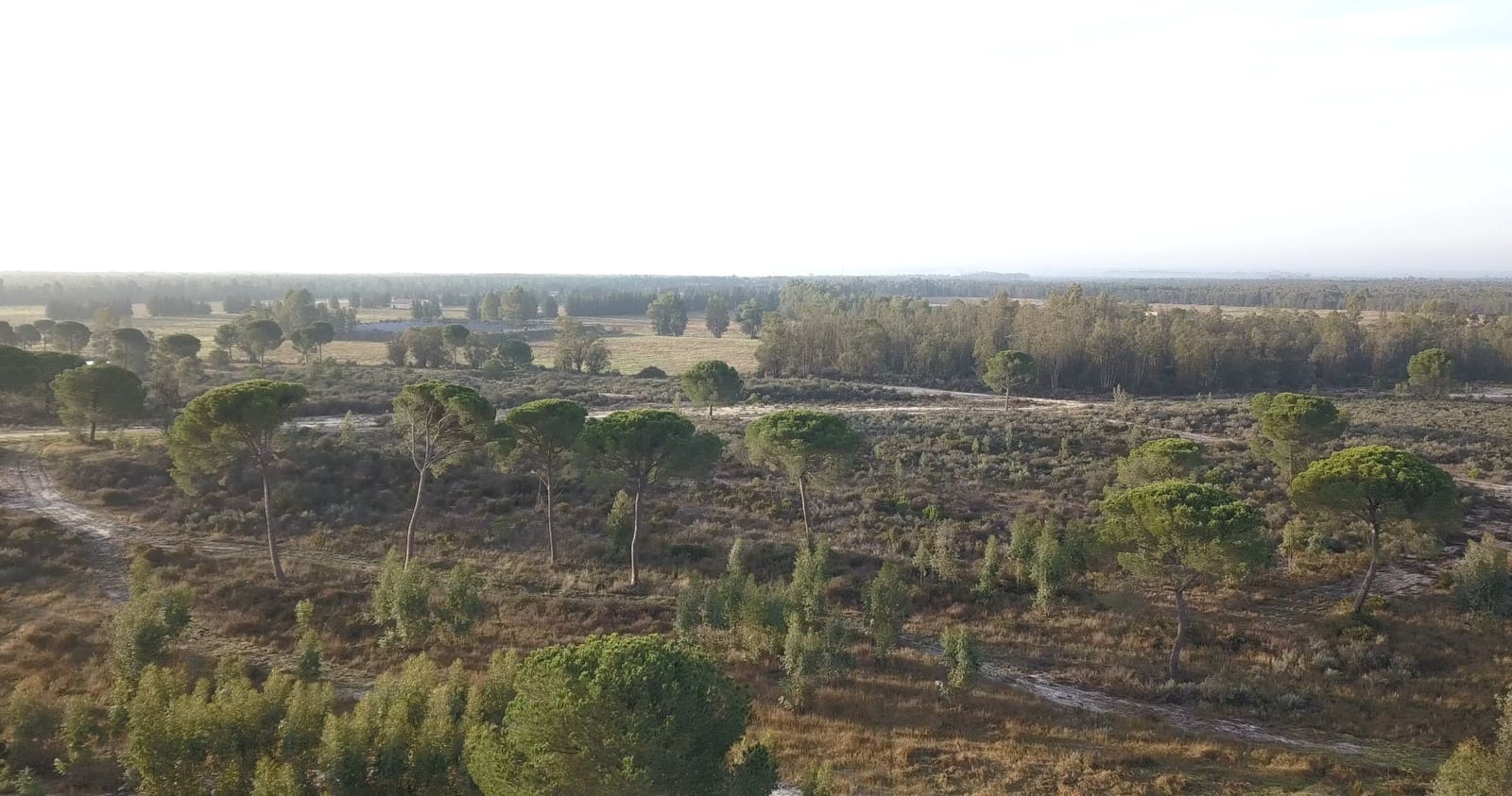 Finka/Dom wiejski na sprzedaż w Almonte - 1 445 300 € (Ref: 9470122)