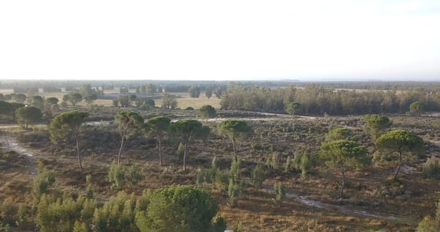 Finka/Dom wiejski na sprzedaż w Almonte - 1 445 300 € (Ref: 9470122)