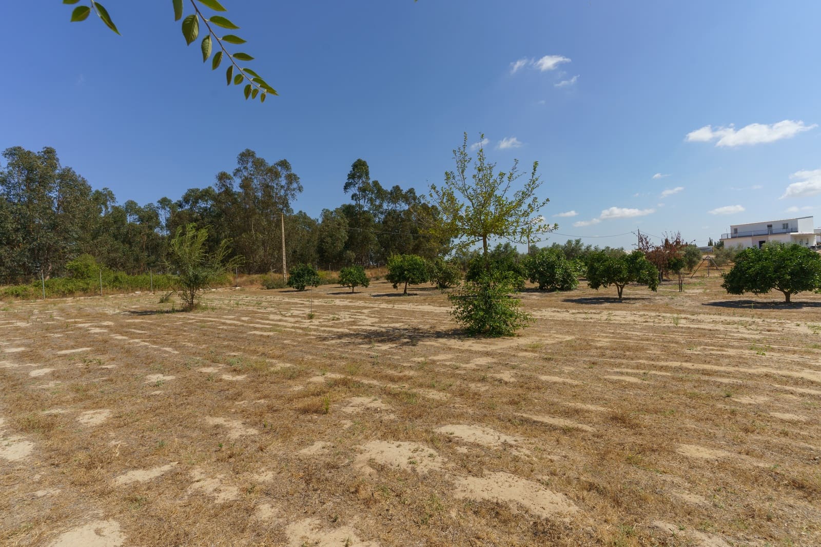 4 soverom Finca/Herregård til salgs i La Palma del Condado med svømmebasseng - € 219 999 (Ref: 9972781)