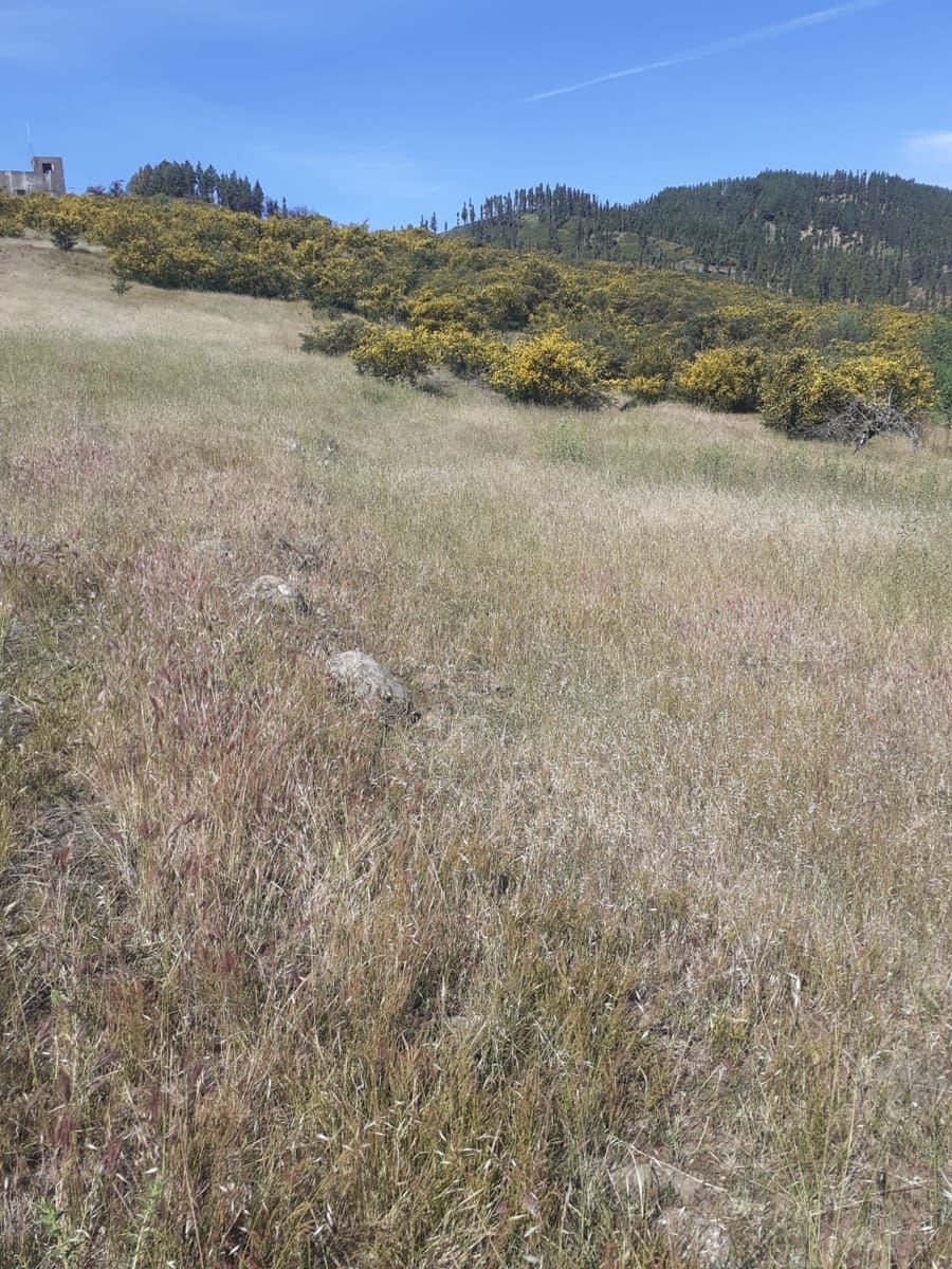Undeveloped Land for sale in Valleseco - € 65,000 (Ref: 9499981)