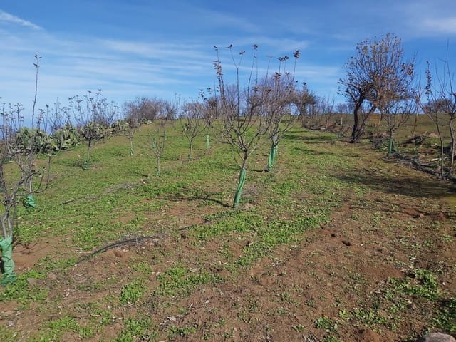 Undeveloped Land for sale in Valleseco - € 65,000 (Ref: 9499981)