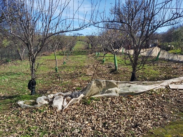 Undeveloped Land for sale in Valleseco - € 65,000 (Ref: 9499981)