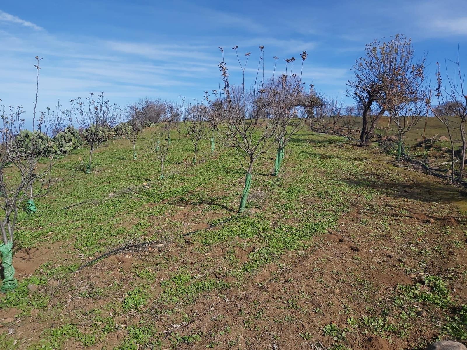 Undeveloped Land for sale in Valleseco - € 65,000 (Ref: 9499981)