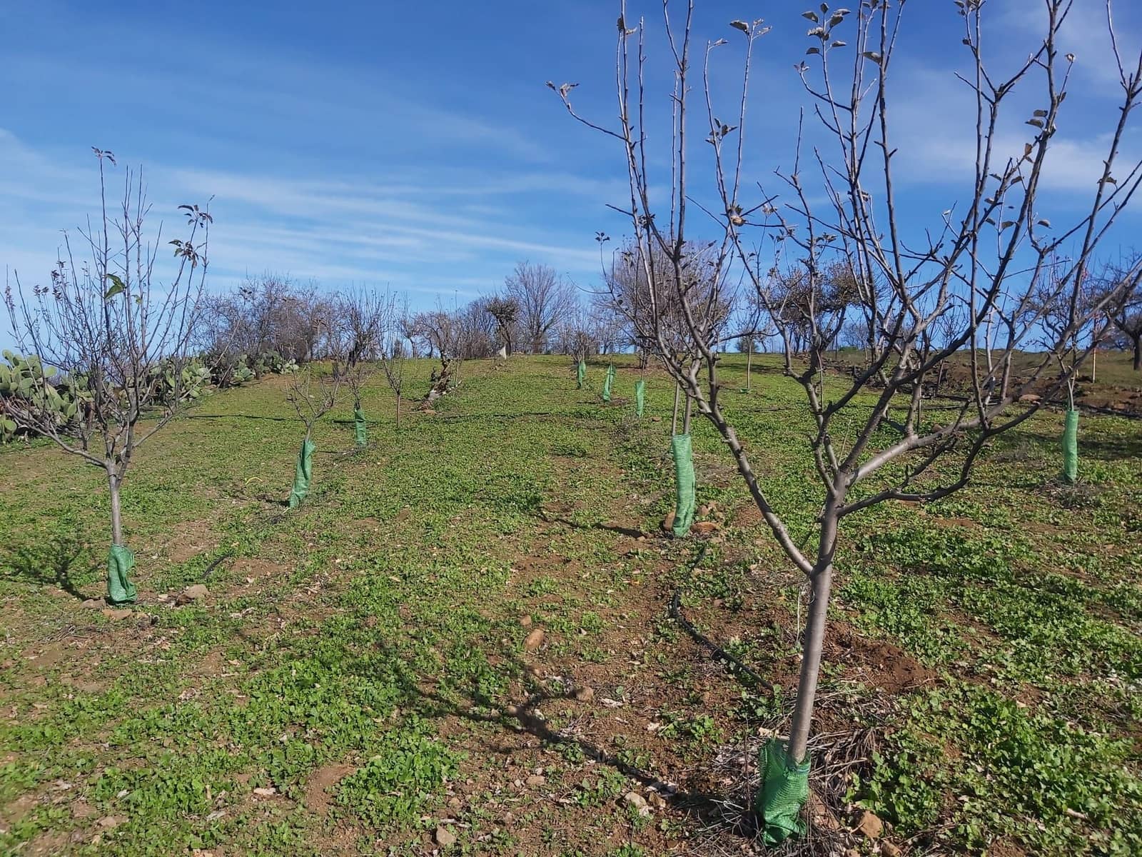 Undeveloped Land for sale in Valleseco - € 65,000 (Ref: 9499981)