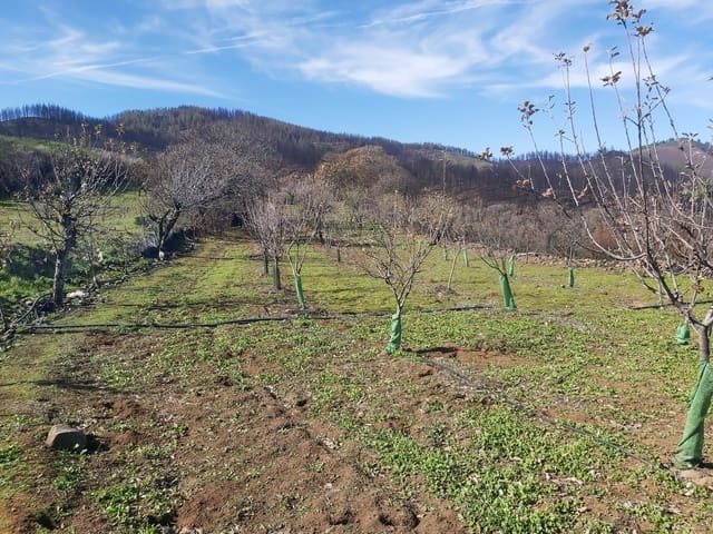 Undeveloped Land for sale in Valleseco - € 65,000 (Ref: 9499981)