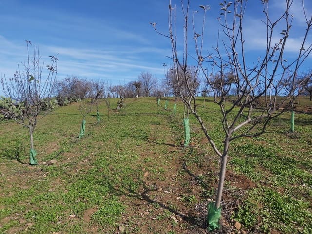 Undeveloped Land for sale in Valleseco - € 65,000 (Ref: 9499981)