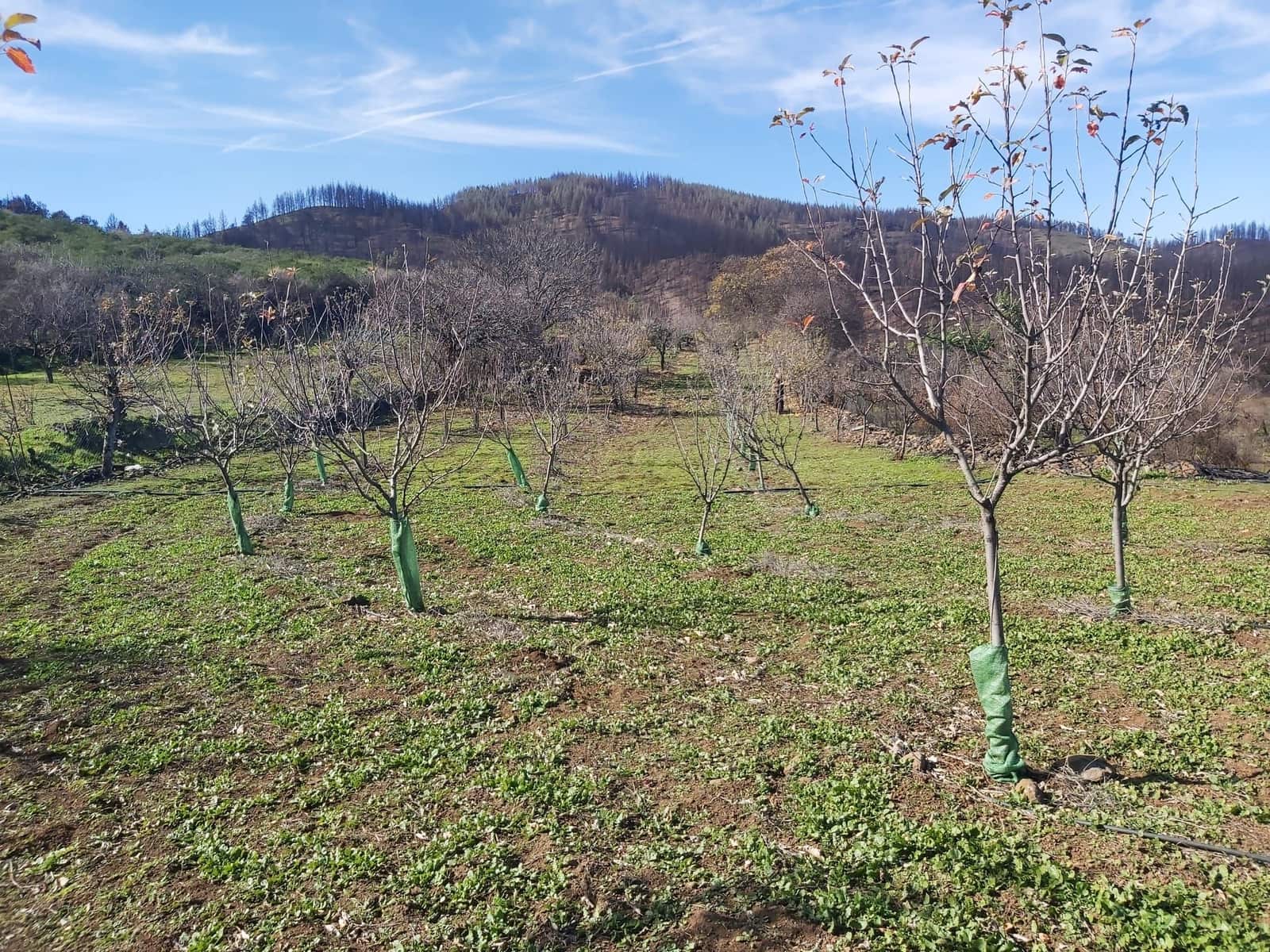 Undeveloped Land for sale in Valleseco - € 65,000 (Ref: 9499981)