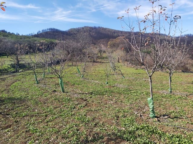 Undeveloped Land for sale in Valleseco - € 65,000 (Ref: 9499981)