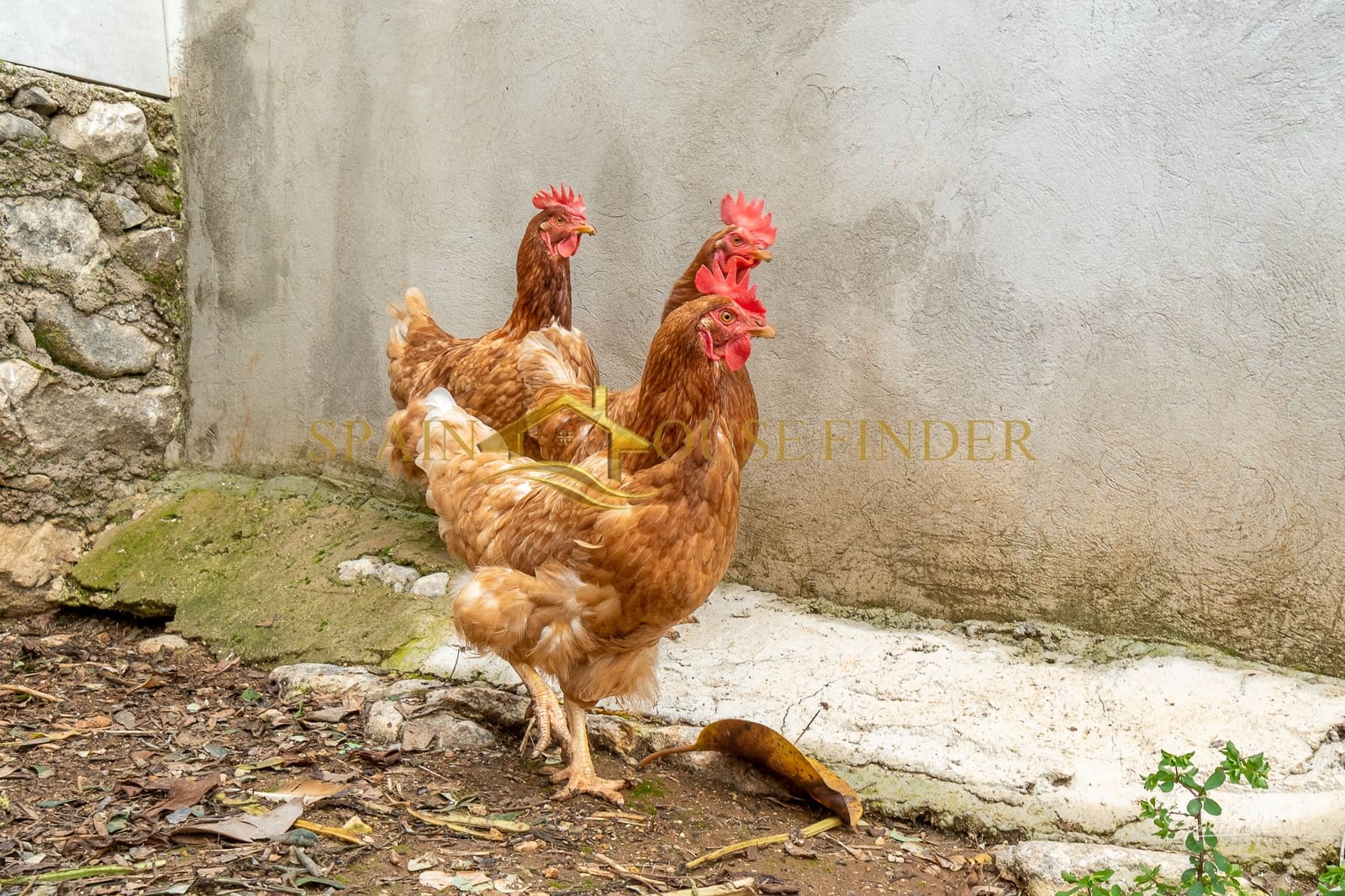 4 chambre Finca/Maison de Campagne à vendre à Sanet i Negrals avec piscine garage - 675 000 € (Ref: 7405032)