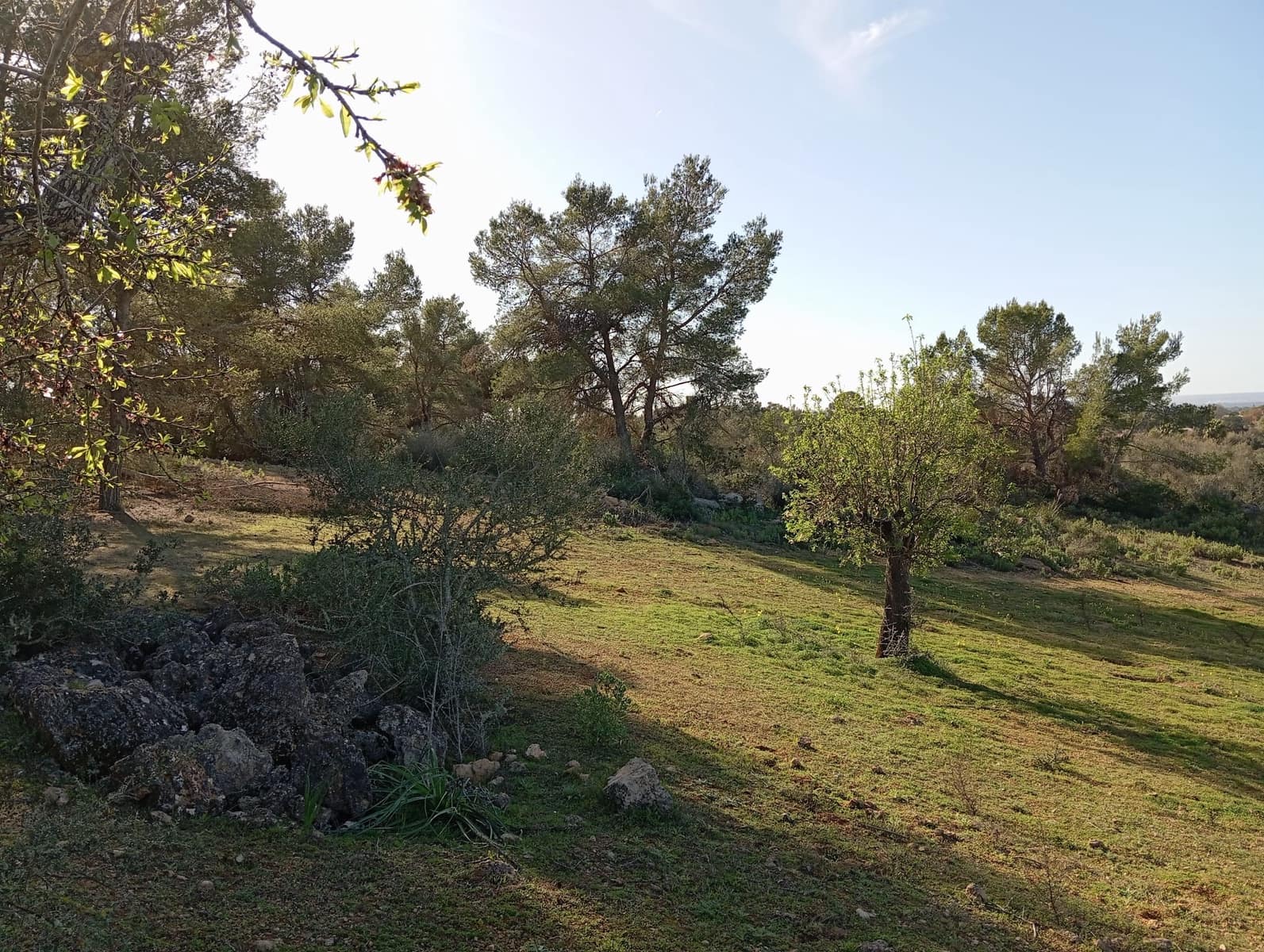Ubebygd land til salgs i Felanitx - € 550 000 (Ref: 10155519)