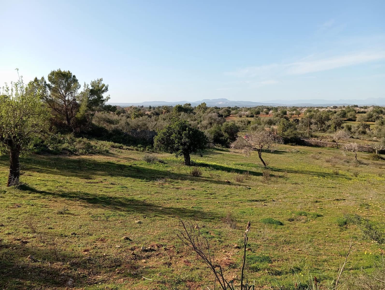 Ubebygd land til salgs i Felanitx - € 550 000 (Ref: 10155519)