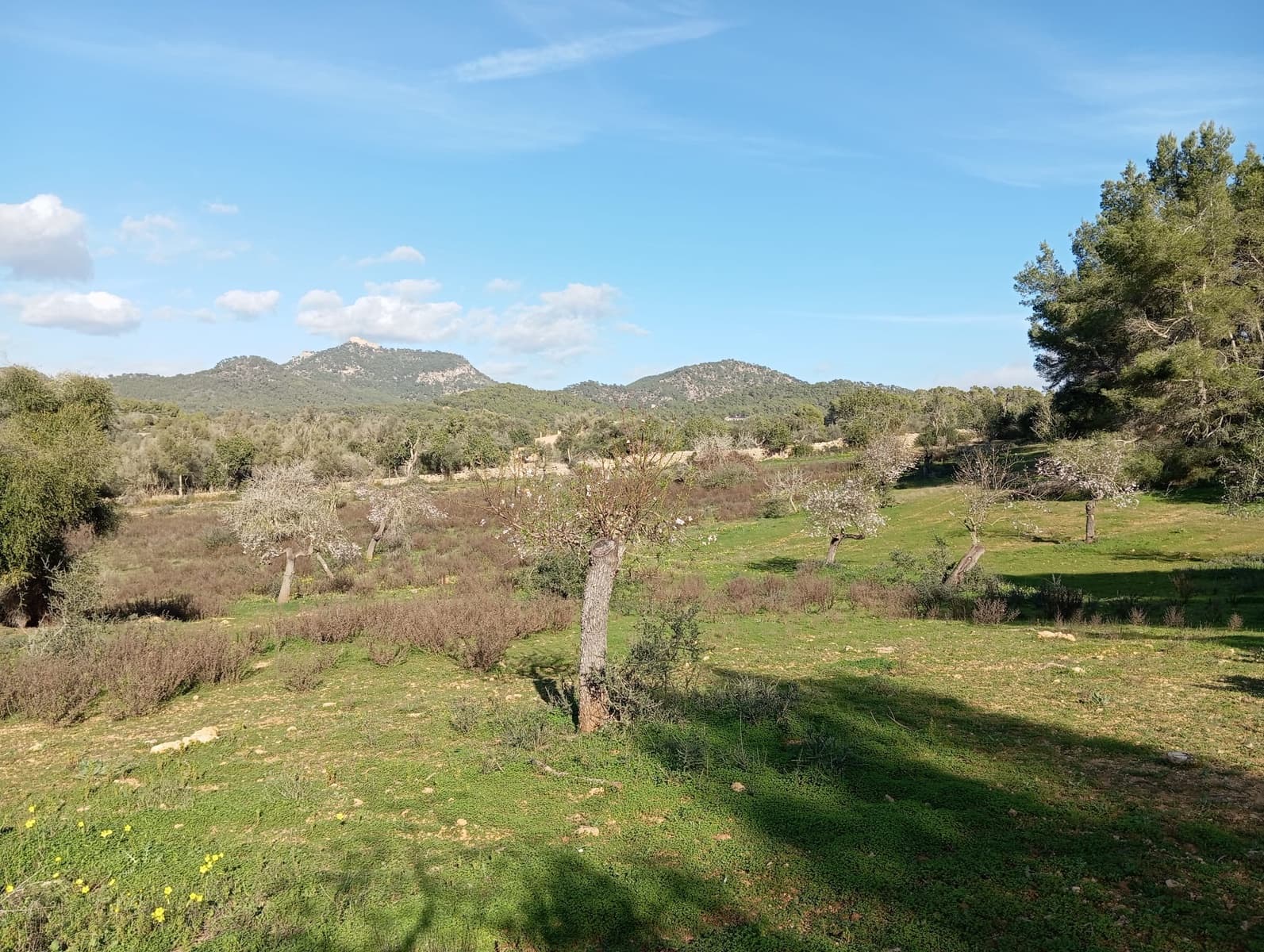 Ubebygd land til salgs i Felanitx - € 550 000 (Ref: 10155519)