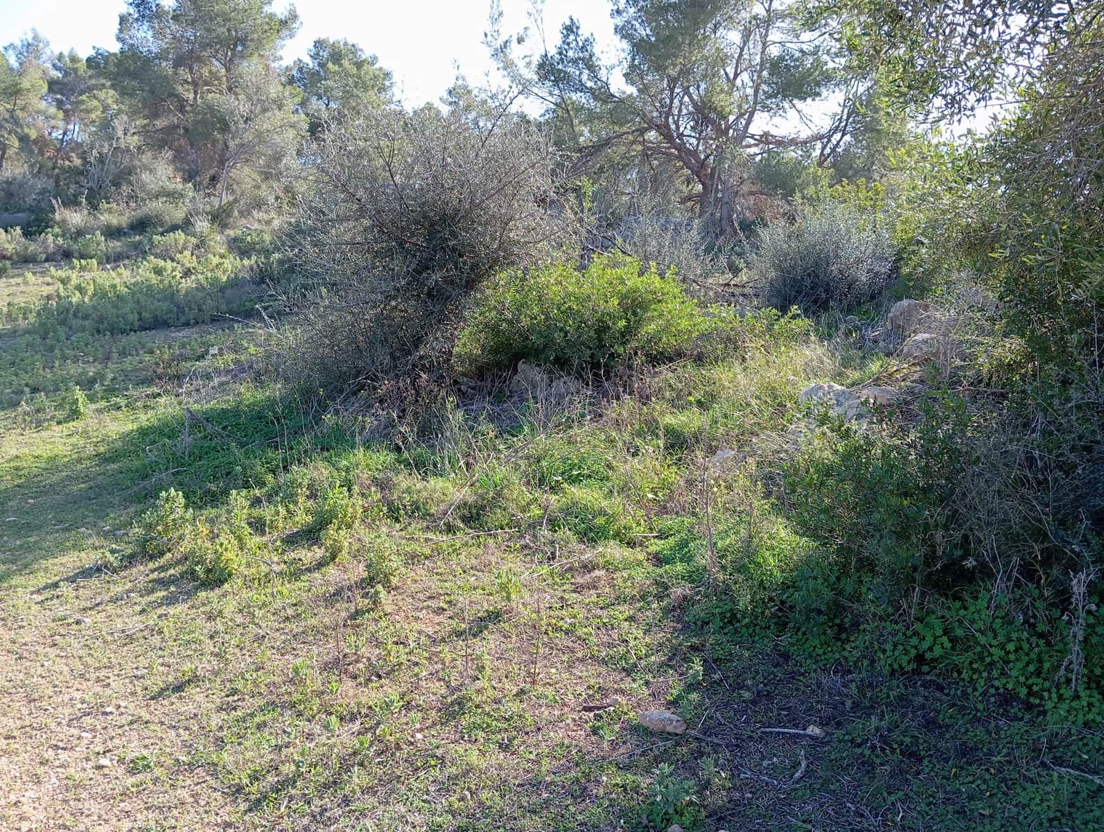 Ubebygd land til salgs i Felanitx - € 550 000 (Ref: 10155519)
