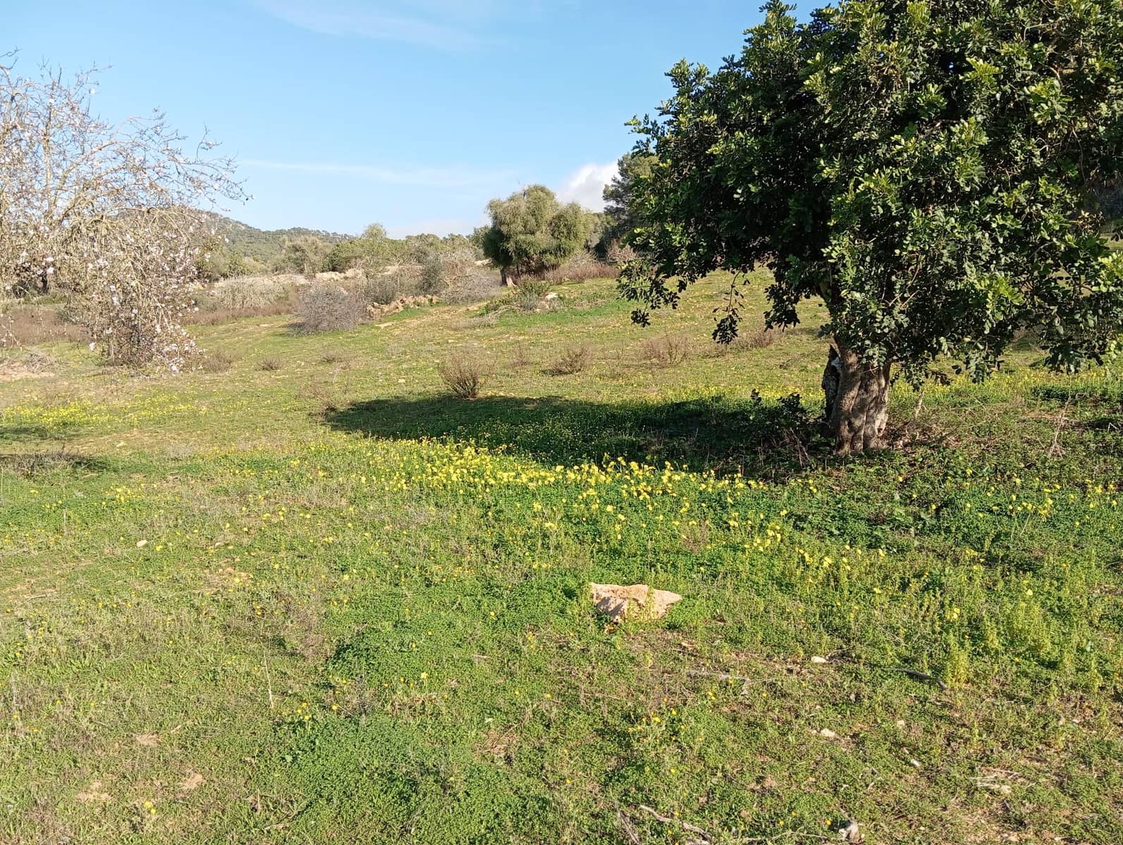 Ubebygd land til salgs i Felanitx - € 550 000 (Ref: 10155519)