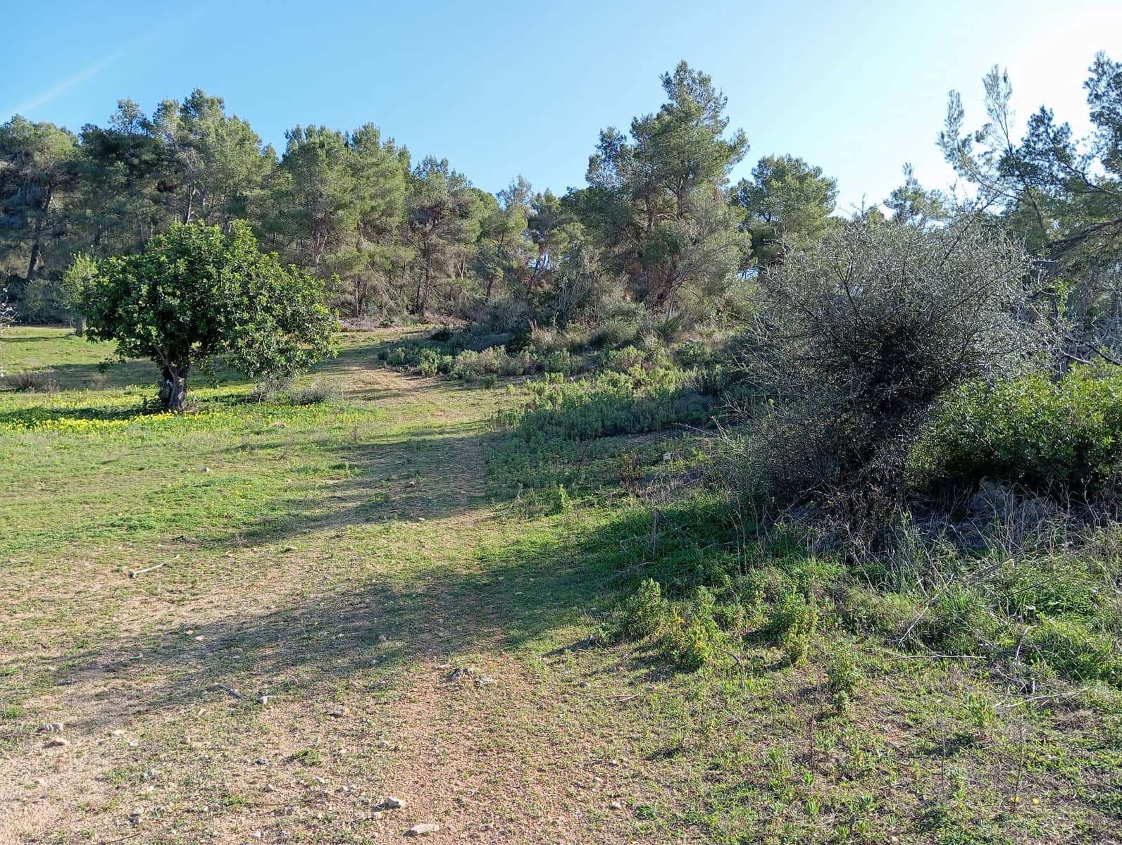 Ubebygd land til salgs i Felanitx - € 550 000 (Ref: 10155519)