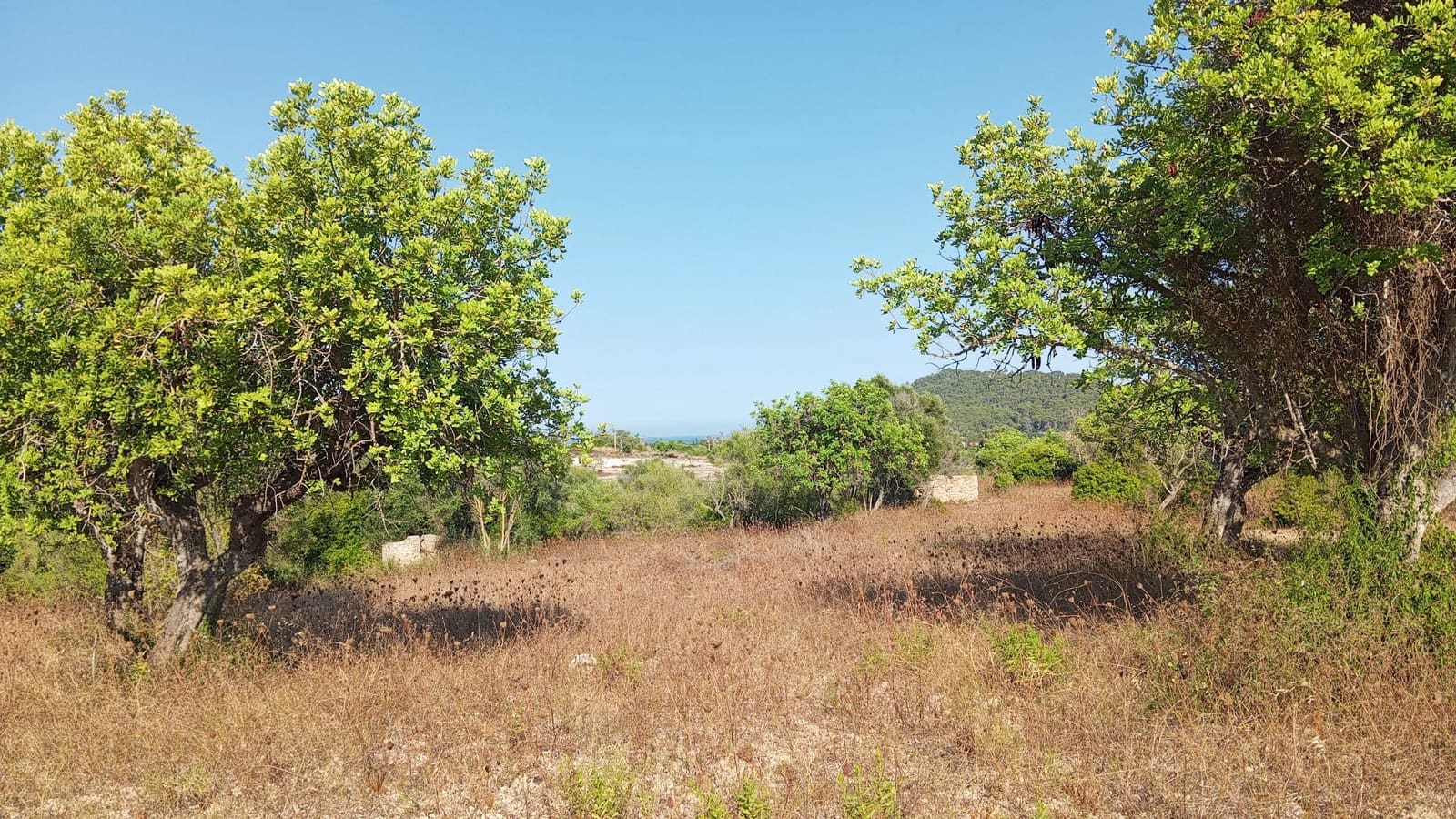 Undeveloped Land for sale in Son Servera - € 400,000 (Ref: 10159878)