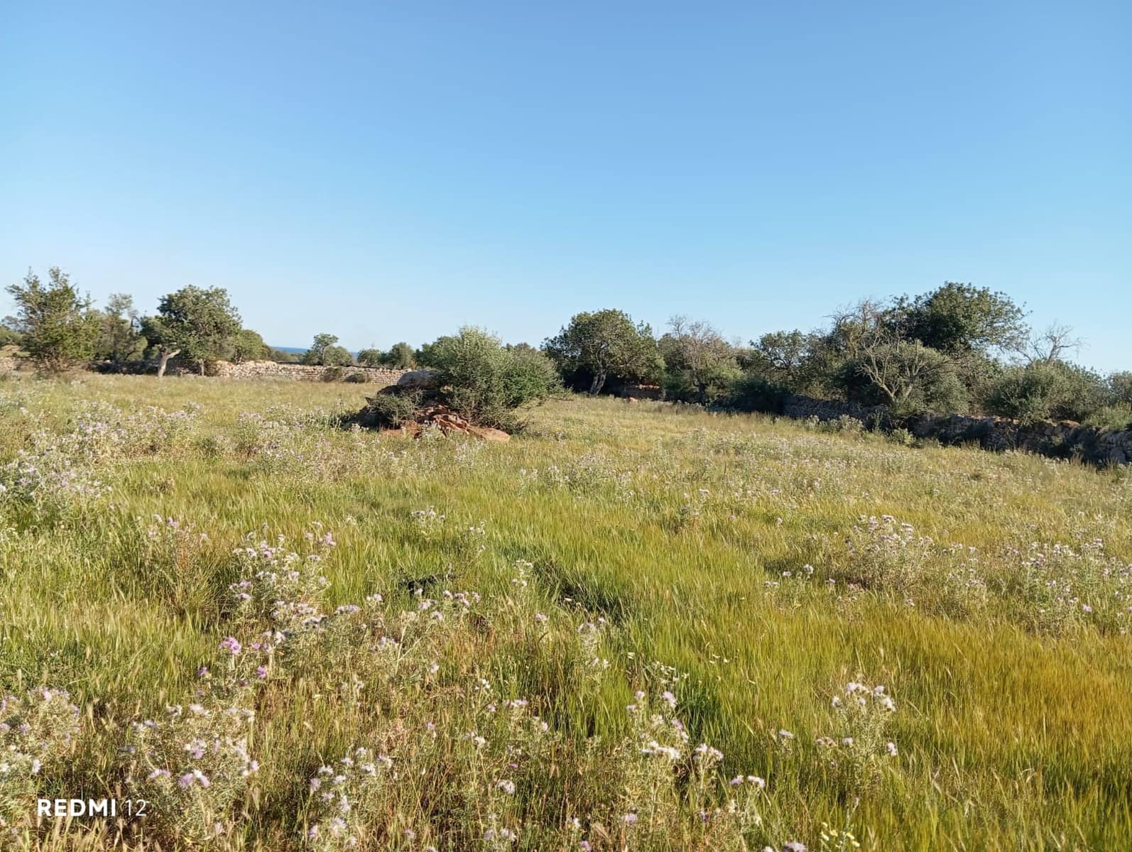 Ubebygd land til salgs i Santanyi - € 950 000 (Ref: 10163281)