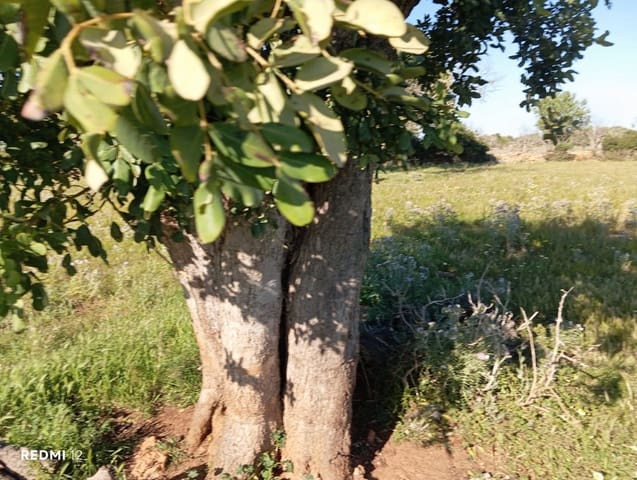 Ubebygd land til salgs i Santanyí - € 950 000 (Ref: 10163281)