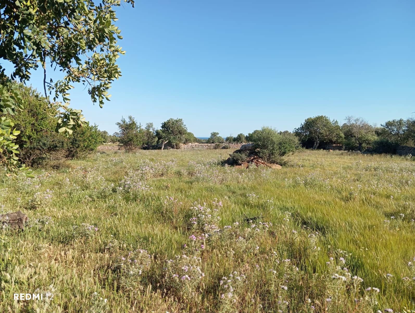 Ubebygd land til salgs i Santanyi - € 950 000 (Ref: 10163281)