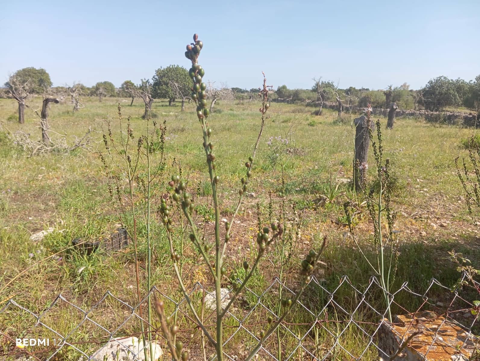 Ubebygd land til salgs i Manacor - € 330 000 (Ref: 10172166)