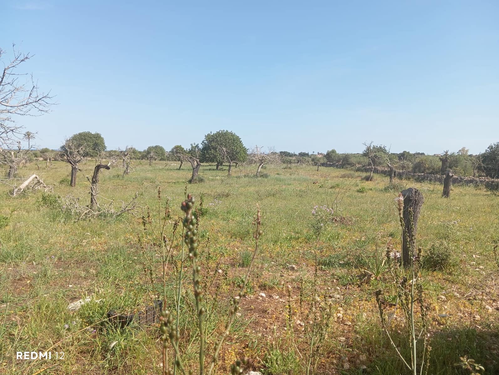 Ubebygd land til salgs i Manacor - € 330 000 (Ref: 10172166)