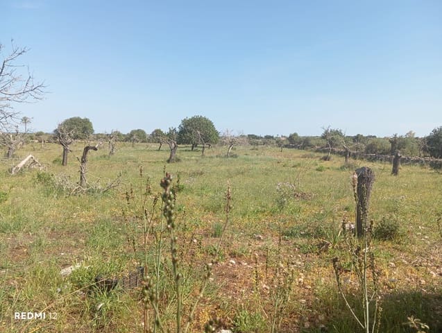 Ubebygd land til salgs i Manacor - € 330 000 (Ref: 10172166)